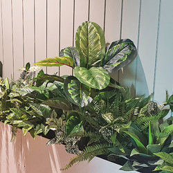 Calathea 'peacock' 70cm - artificial plants, flowers & trees - image 3