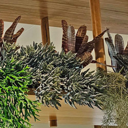 Succulent- Blue-Grey Seneco - artificial plants, flowers & trees - image 1