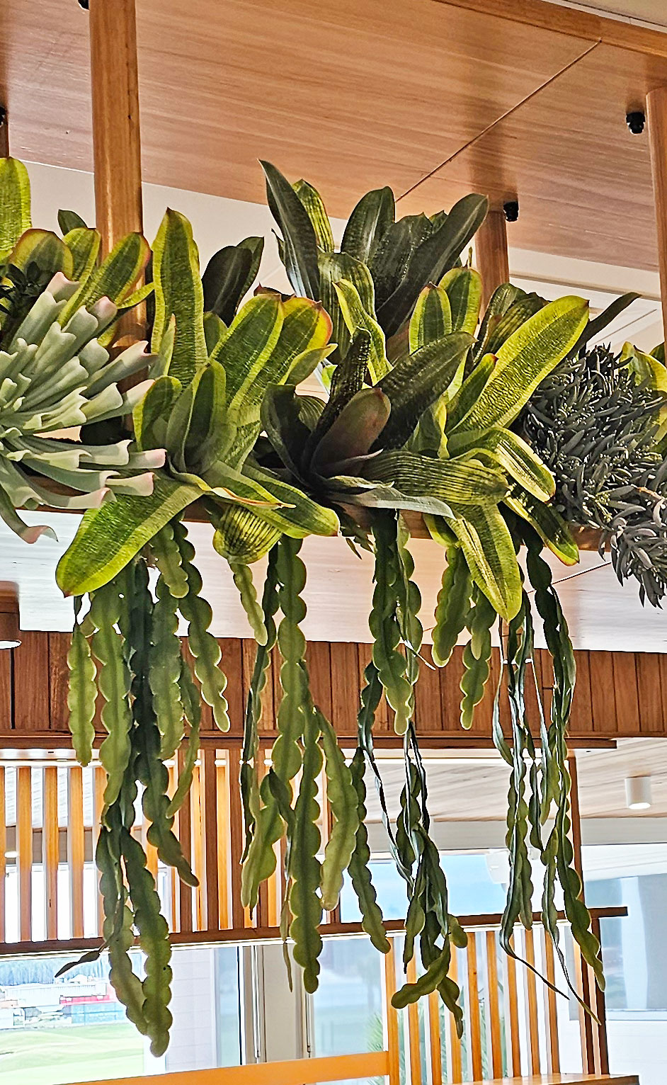 Bromeliad- dark green in plastic pot 