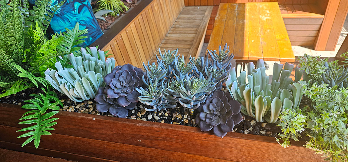 Succulent- Purple Echeveria