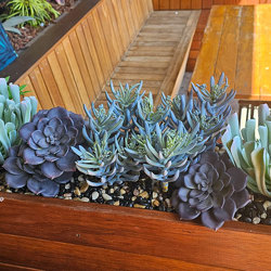 Succulent- Purple Echeveria - artificial plants, flowers & trees - image 2