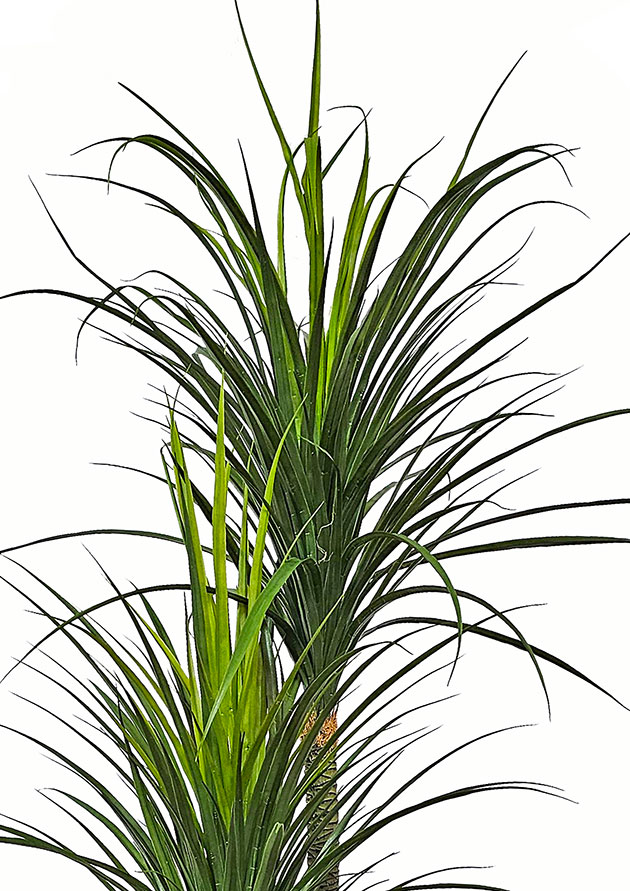Ponytail Yucca 2m triple-stem