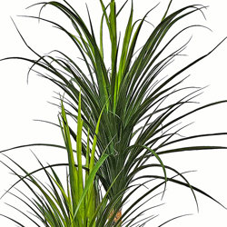 Ponytail Yucca 2m triple-stem - artificial plants, flowers & trees - image 1