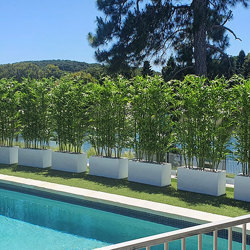 Bamboo UV-treated 1.6m - artificial plants, flowers & trees - image 4