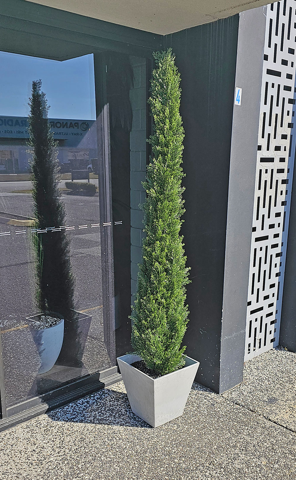 Pencil Pine 1.8m UV
