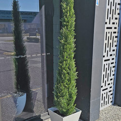 Pencil Pine 1.8m UV - artificial plants, flowers & trees - image 1