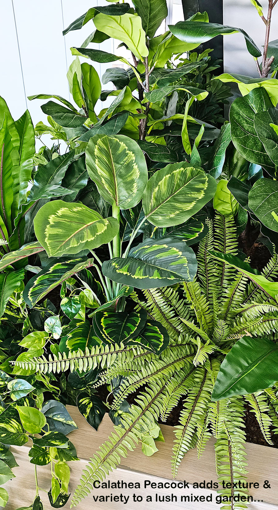 Calathea 'peacock' 70cm