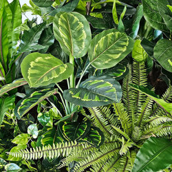 Calathea 'peacock' 70cm - artificial plants, flowers & trees - image 4