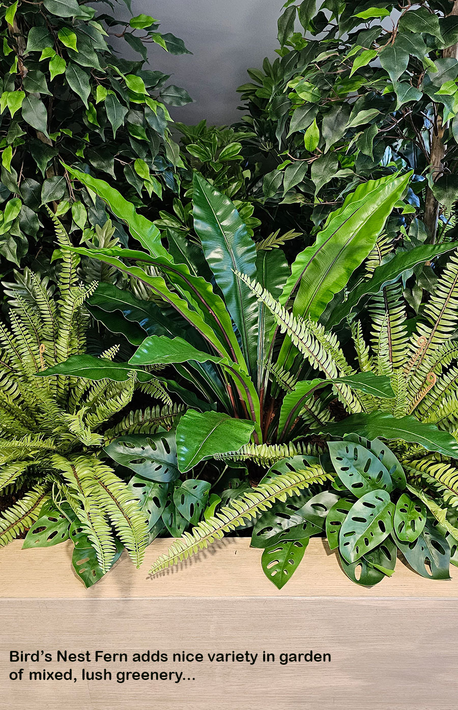 Bird's Nest Fern 90cm