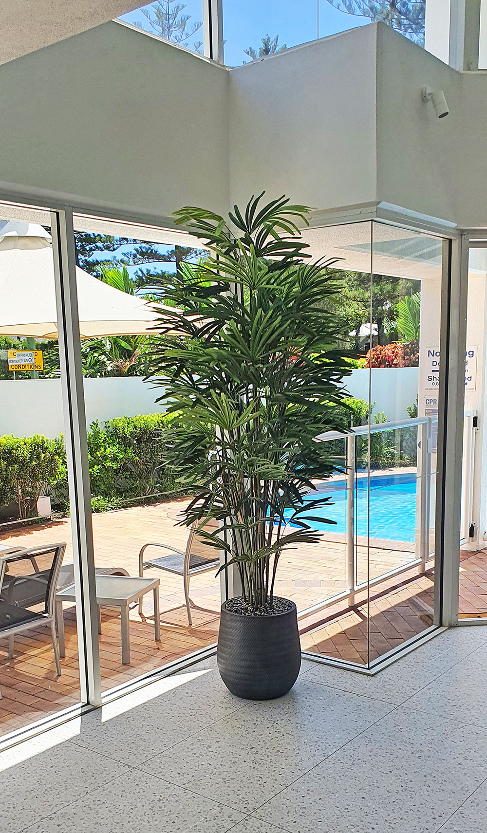 Rhapis Palms 1.8m