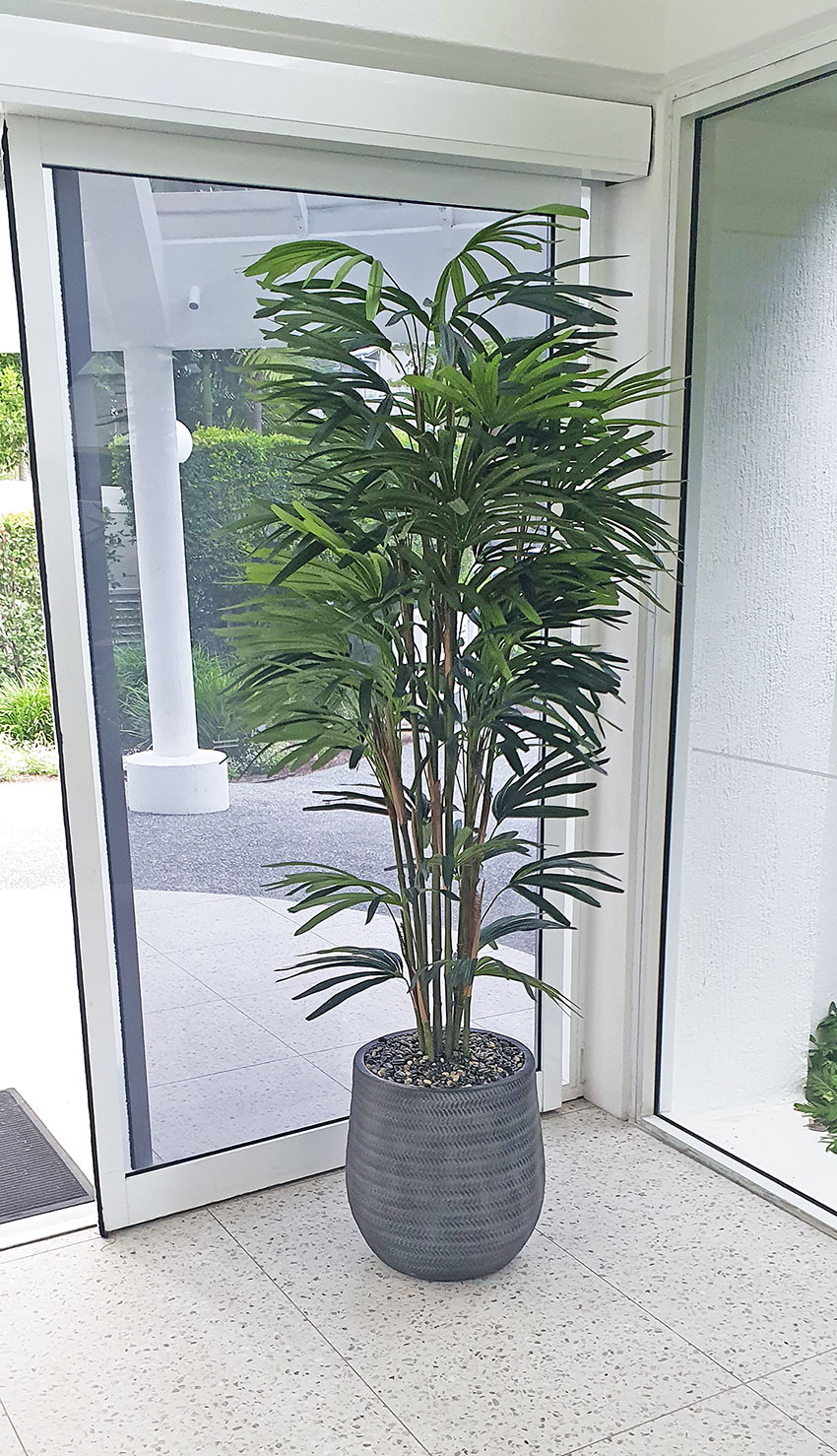 Rhapis Palms 1.5m
