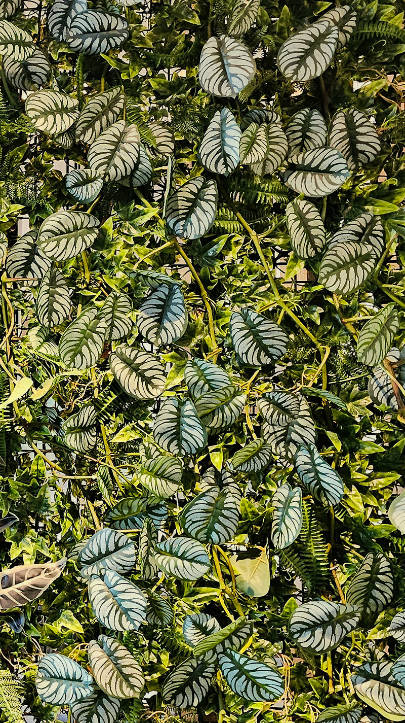 Trailing Vine- 1.75m Maranta 'silver-prayer'