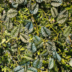 Trailing Vine- 1.75m Maranta 'silver-prayer' - artificial plants, flowers & trees - image 2