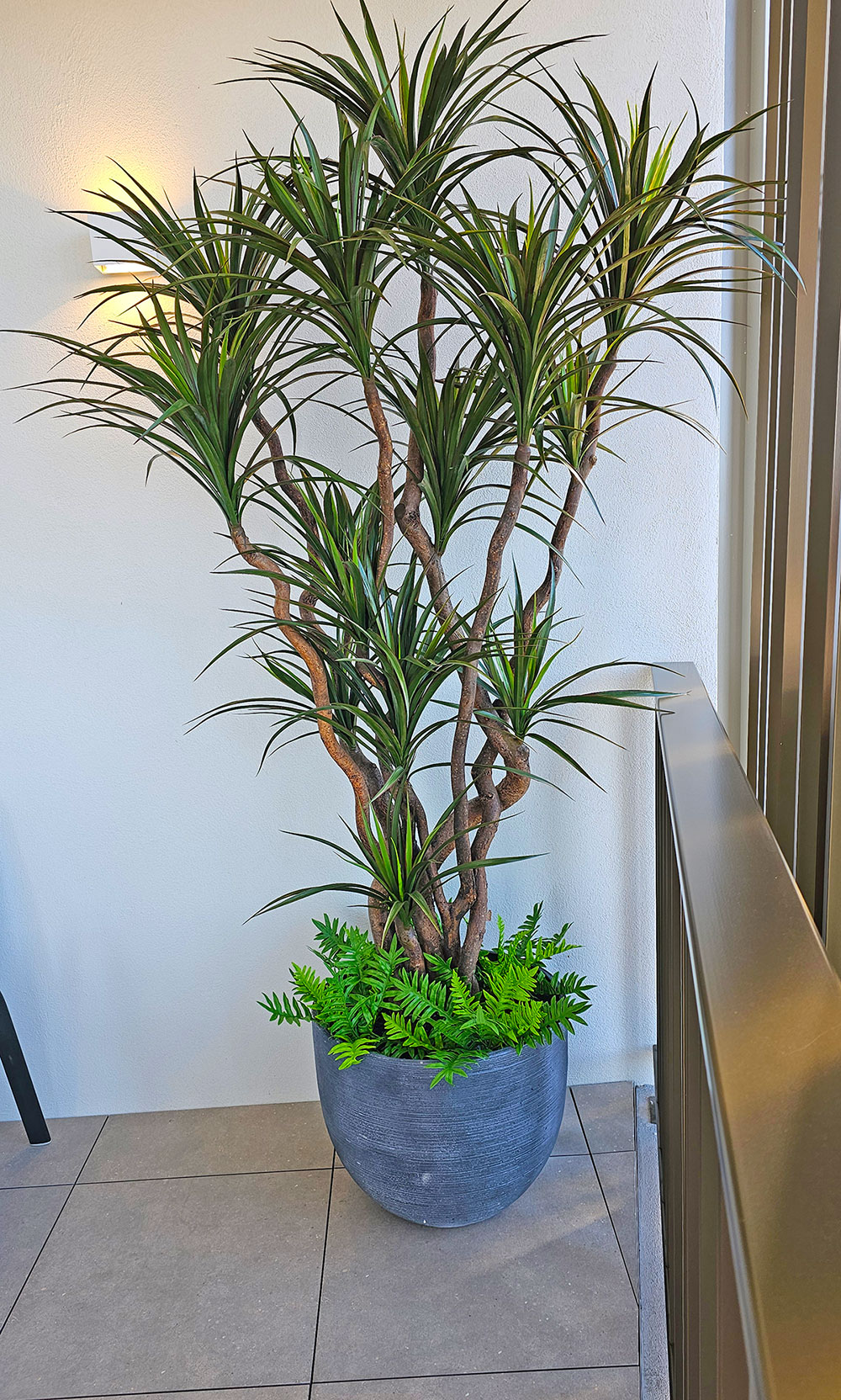 Dracaena- mini-yucca 2.1m with 10 heads