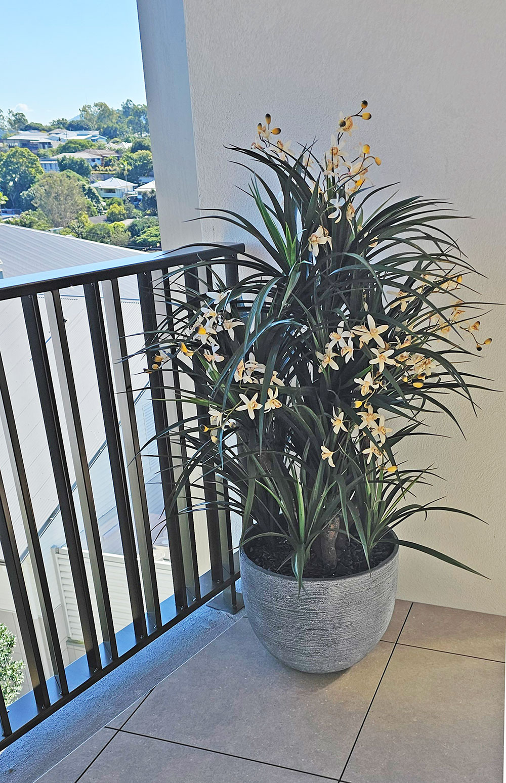 Orchid Trees 1.2m