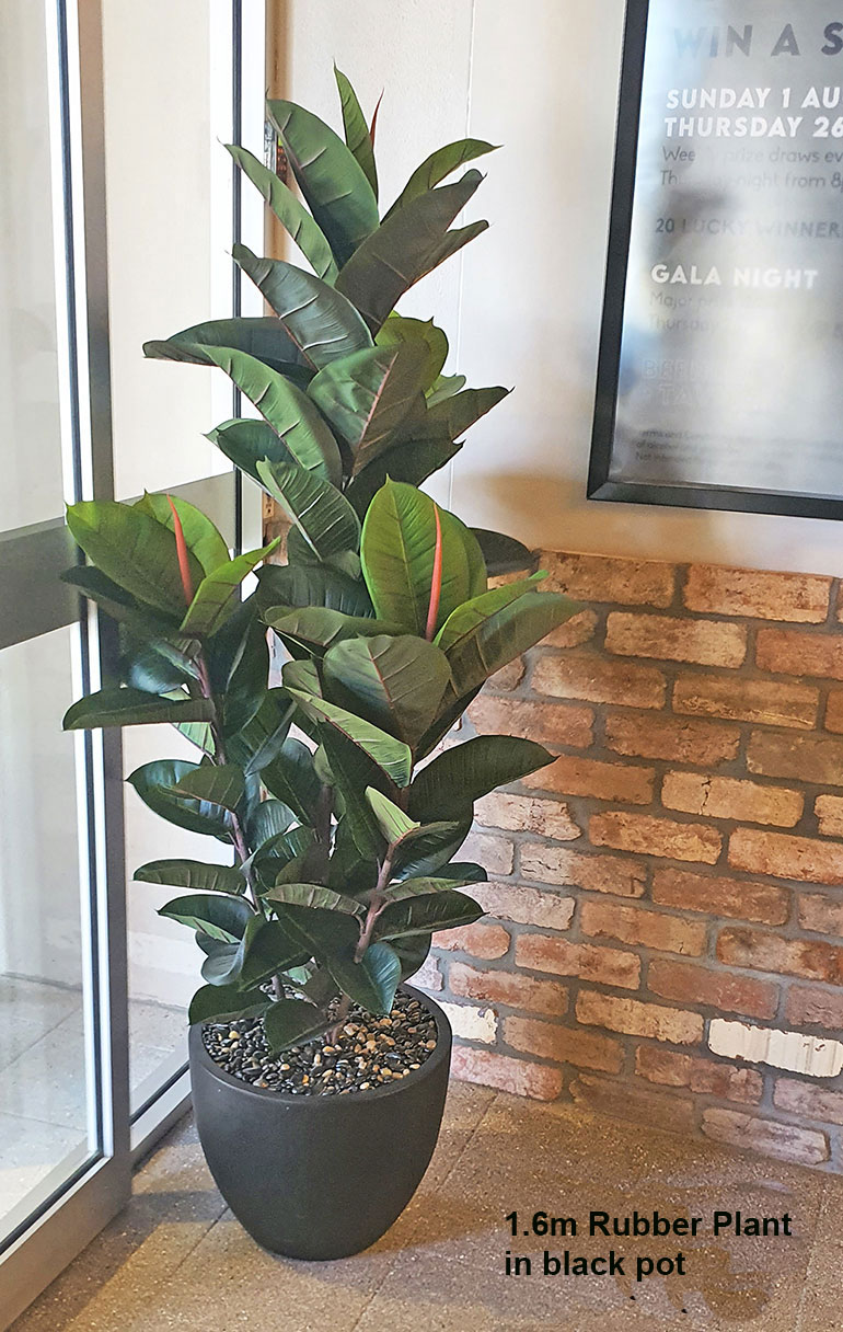 Rubber-Tree 1.6m