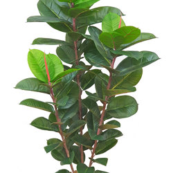 Rubber-Tree 1.6m - artificial plants, flowers & trees - image 6