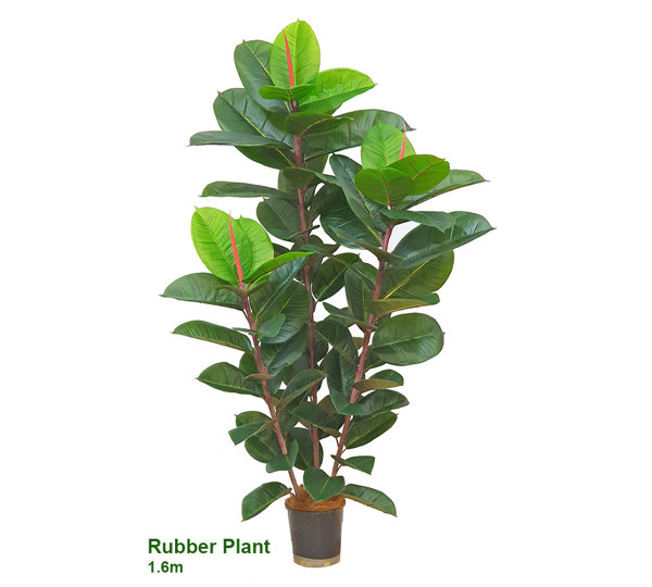 Rubber-Tree 1.6m
