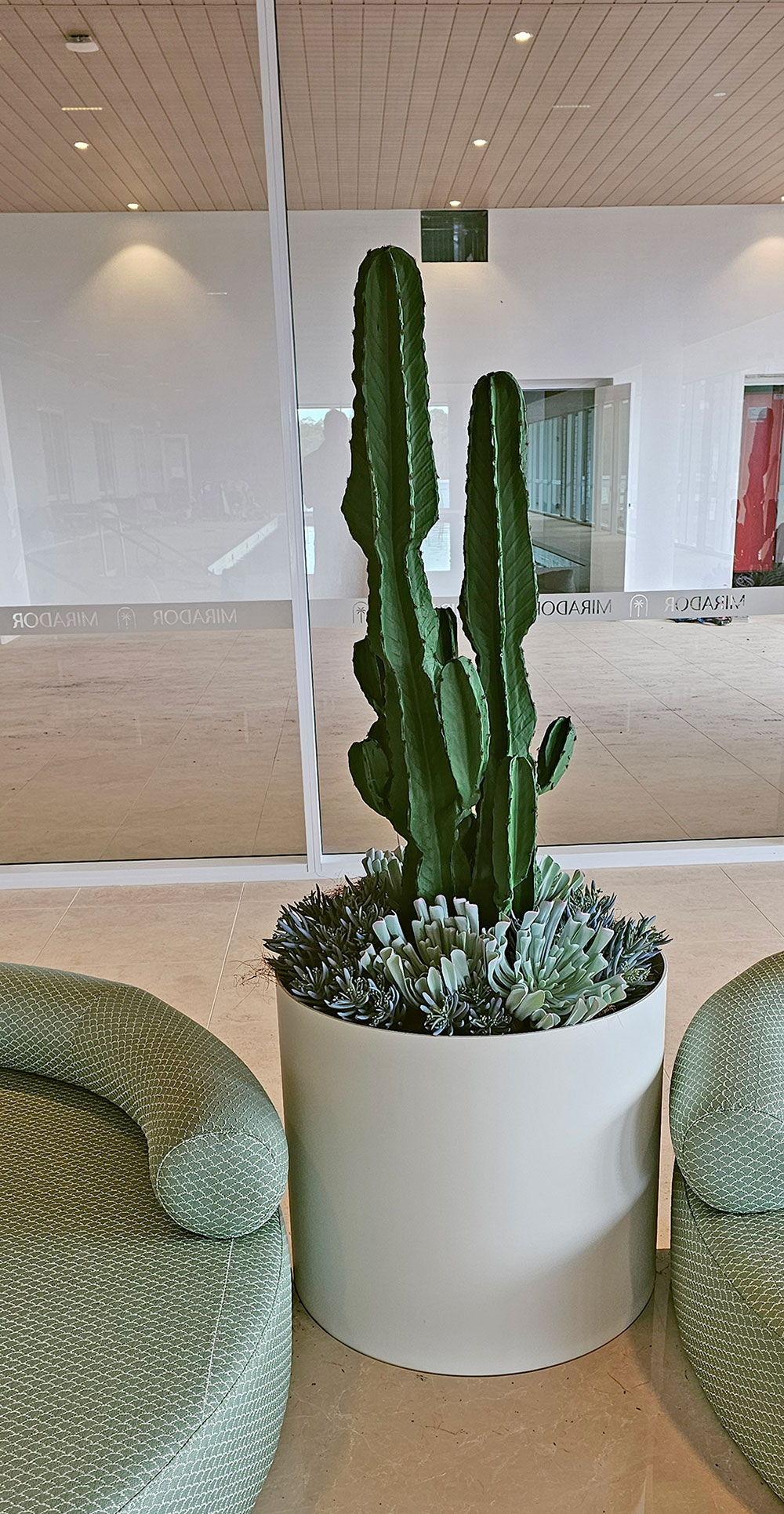 Cactii- San Pedro Cactus 1.2m