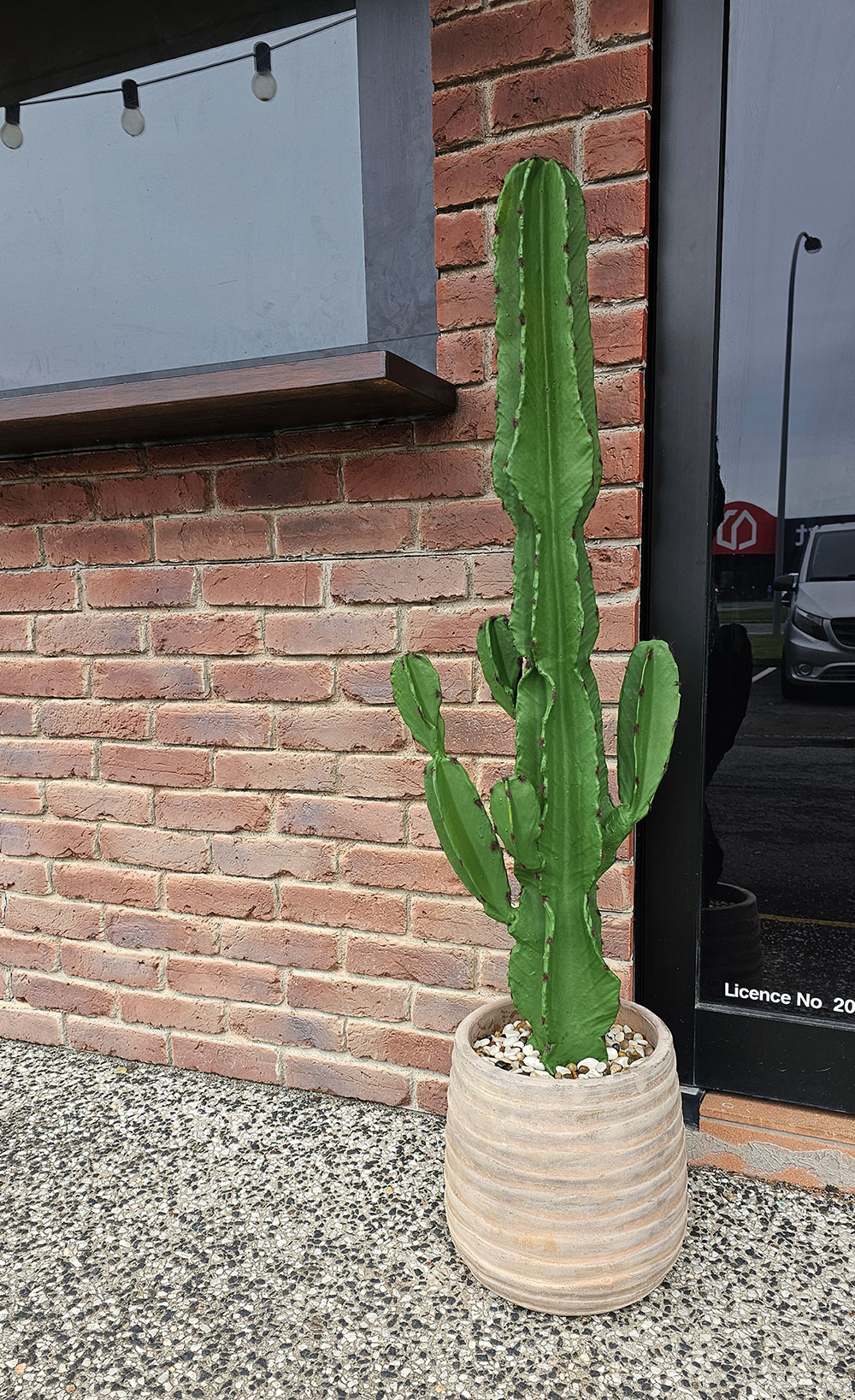 Cactii- San Pedro Cactus 1.2m