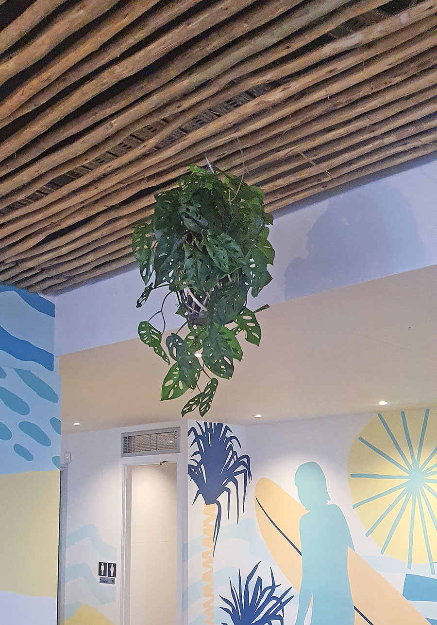 Hanging Cane Lantern- Monstera med