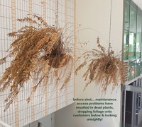 Artificial Plants thrive where live plants fail!