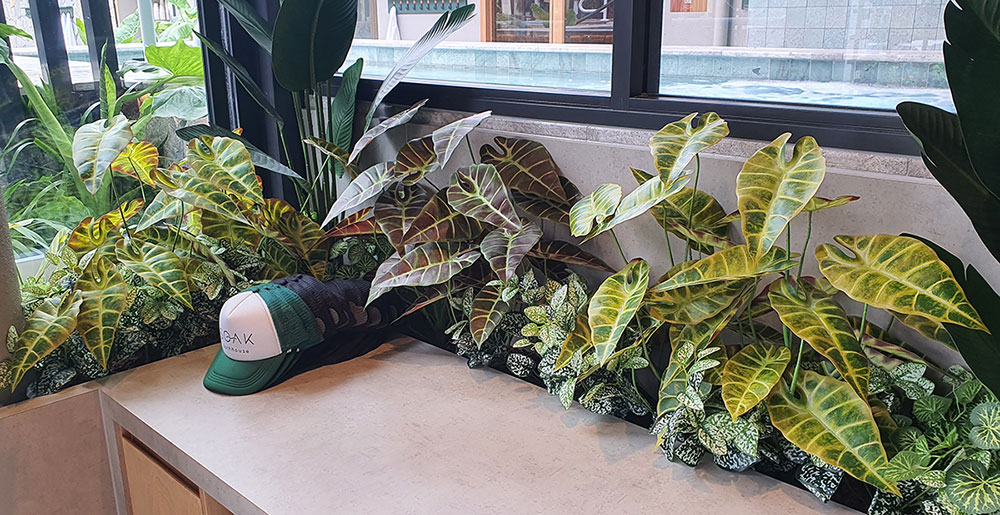 Alocasia 'gold tiger' 75cm