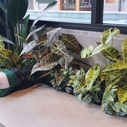Alocasia 'gold tiger' 75cm - artificial plants, flowers & trees - image 3