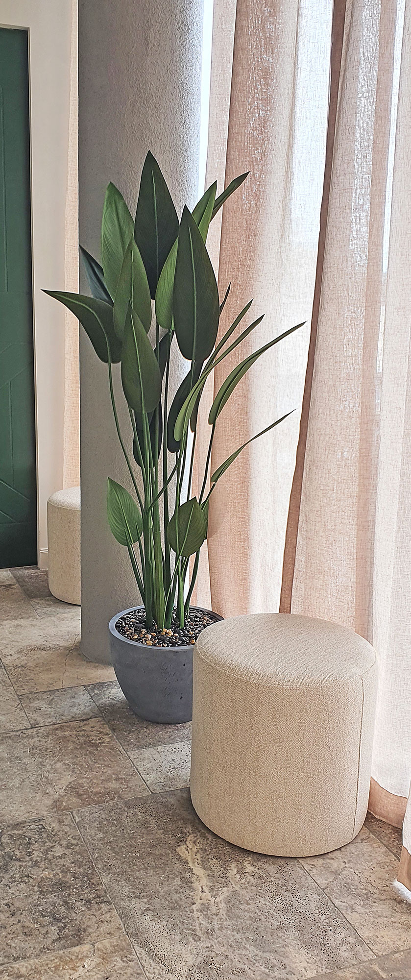 Bird of Paradise Plant 1.4m