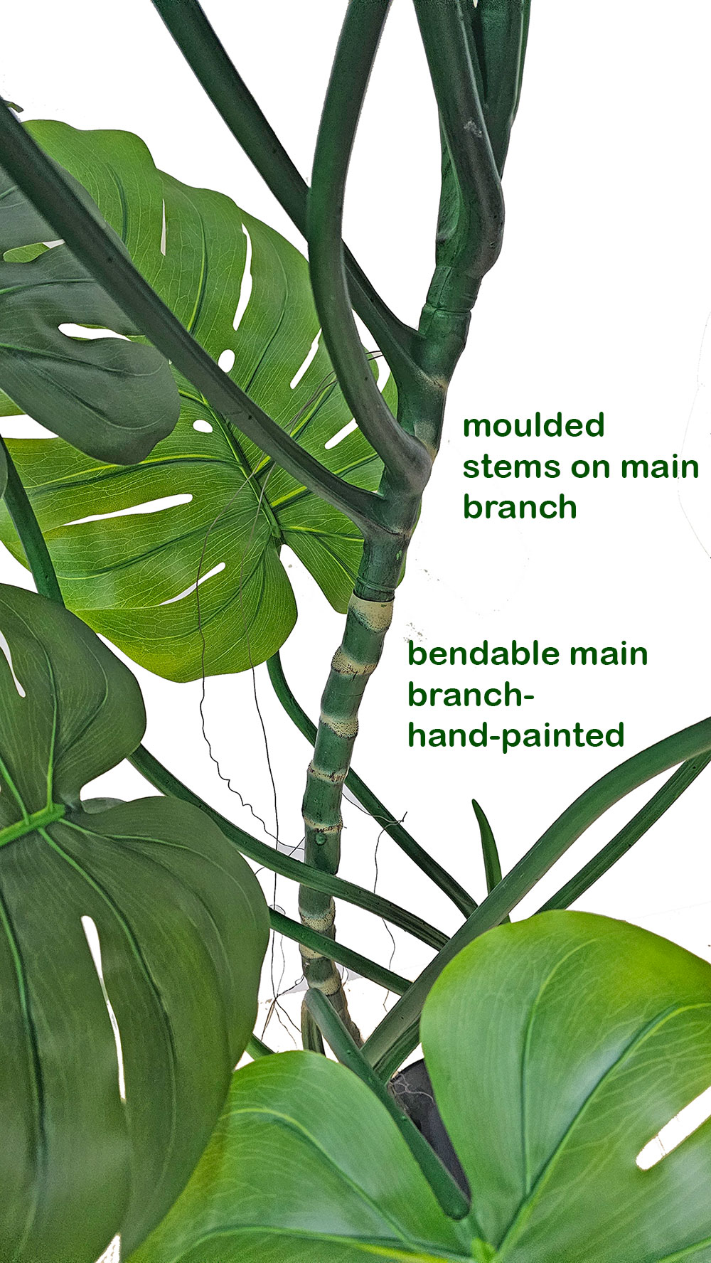Swiss Cheese Plant [Monstera] 1.7m