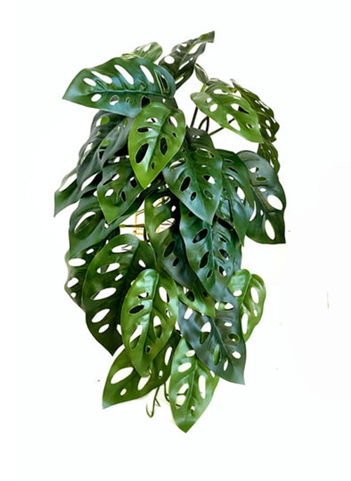 Bushes...sml trailers- Swiss Cheese Plant