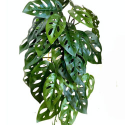 Bushes...sml trailers- Swiss Cheese Plant - artificial plants, flowers & trees - image 2