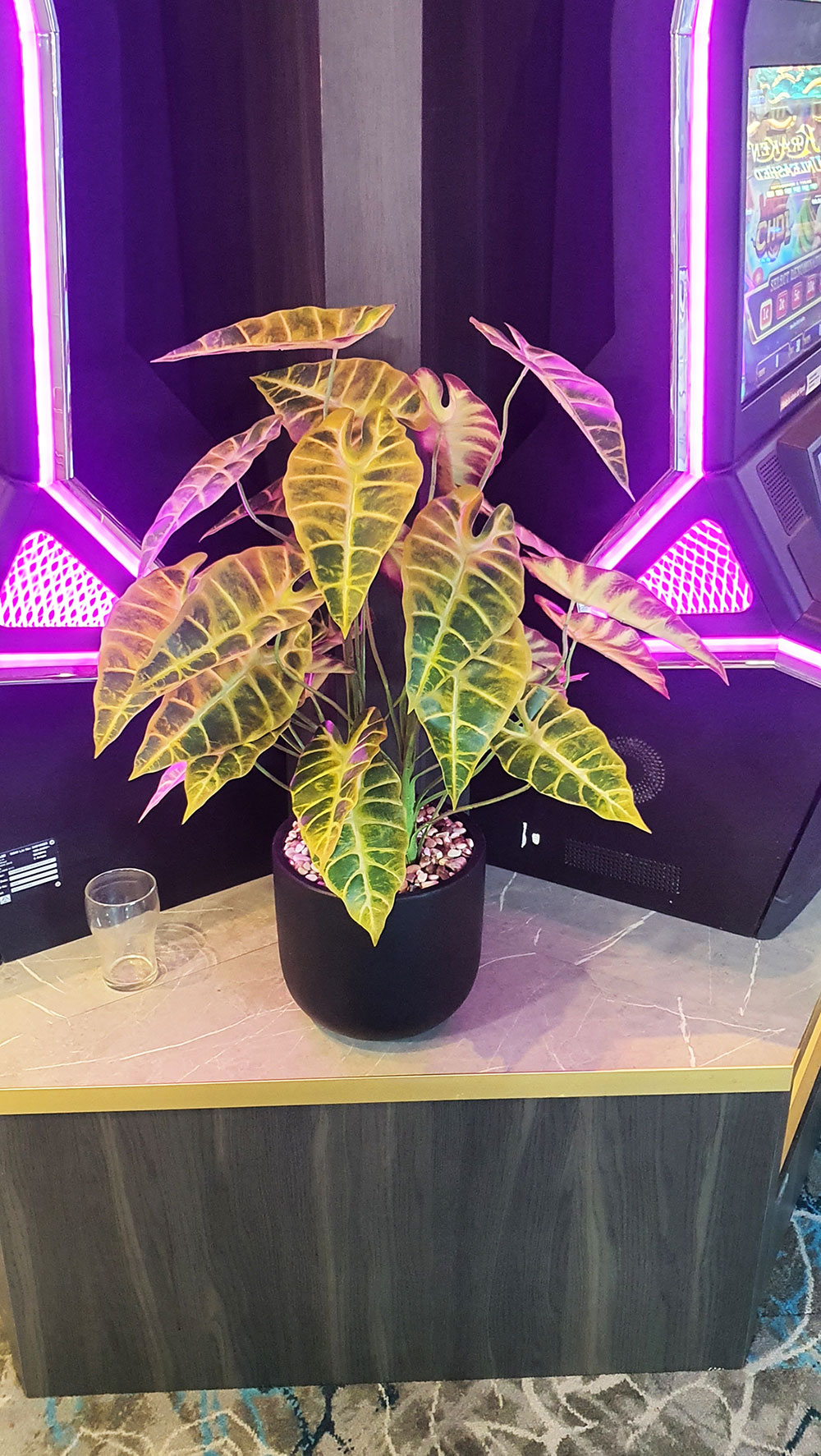 Alocasia 'gold tiger' 75cm