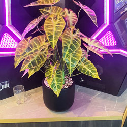 Alocasia 'gold tiger' 75cm - artificial plants, flowers & trees - image 1