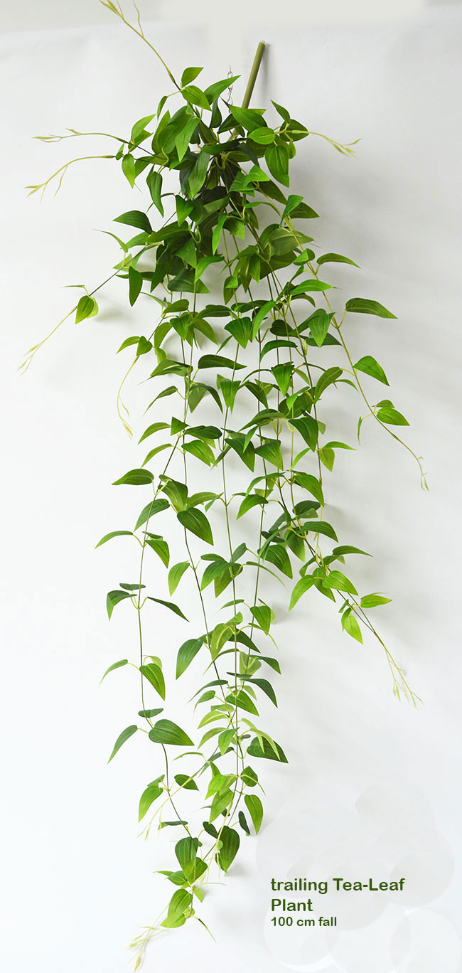 Trailing Clematis Plant