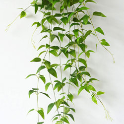 Trailing Clematis Plant - artificial plants, flowers & trees - image 9
