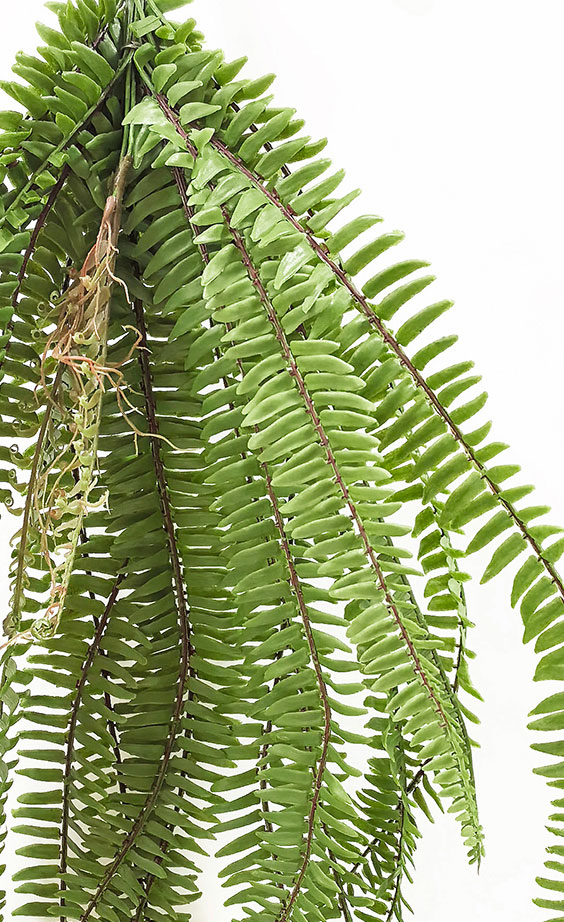 Fish-bone Fern- large UV