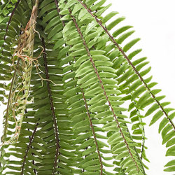 Fish-bone Fern- large UV - artificial plants, flowers & trees - image 1