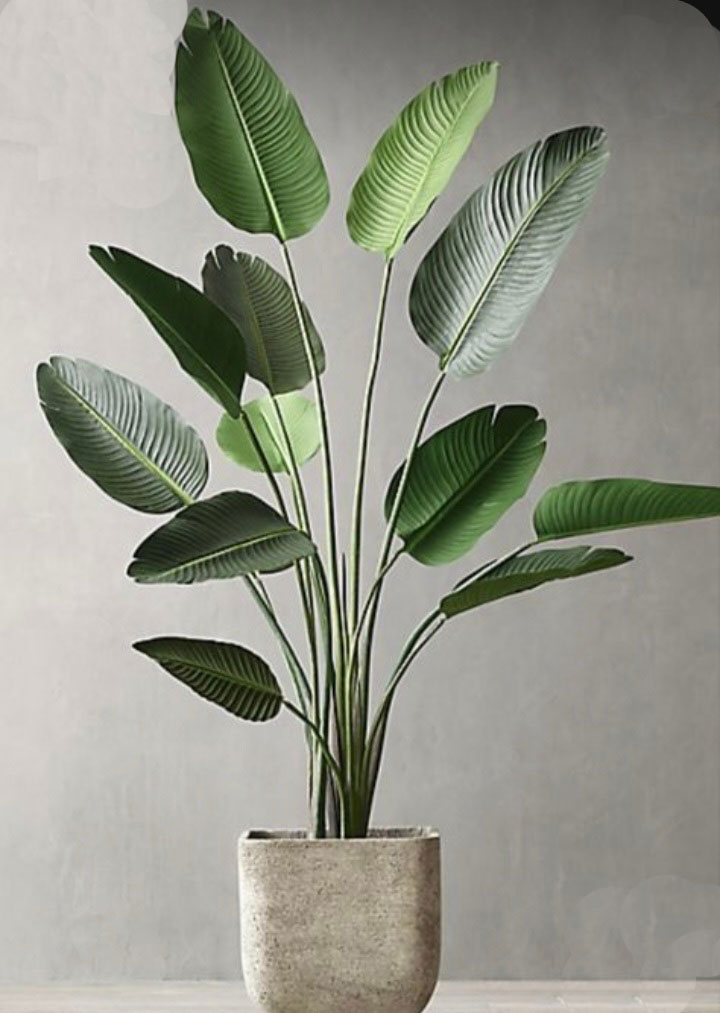 Heliconia Palms- 1.8m