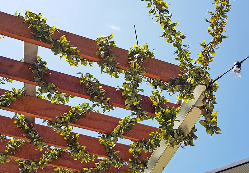 Bay Laurel Garland- UV-treated