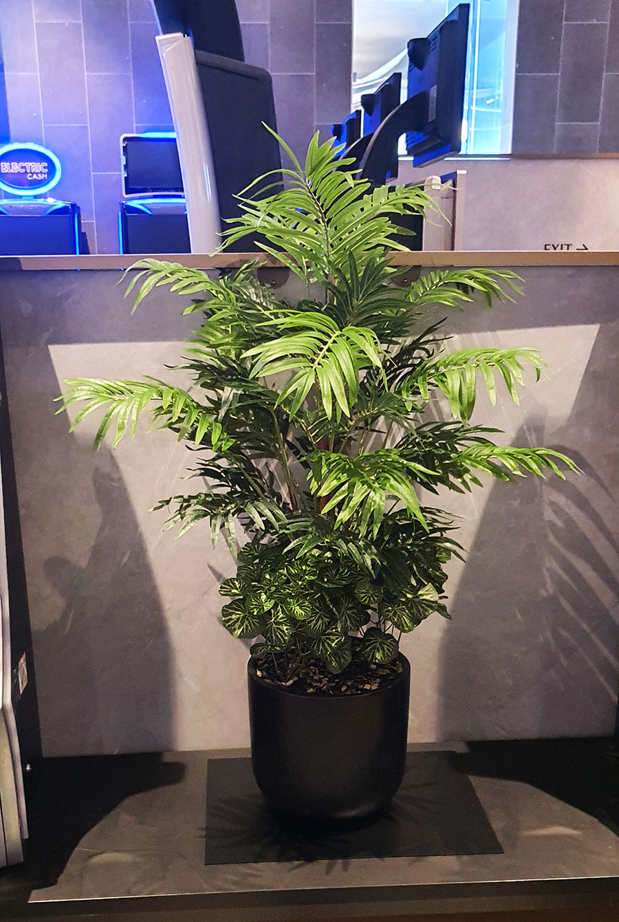 Bamboo Palm 1.2m