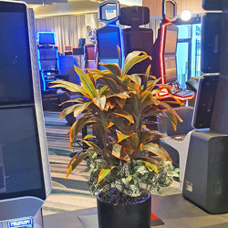 Cordyline 'sunset' 1m - artificial plants, flowers & trees - image 2