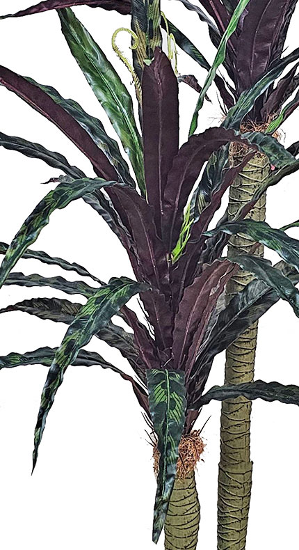 Yucca 'shiraz' Plant 1.6m double