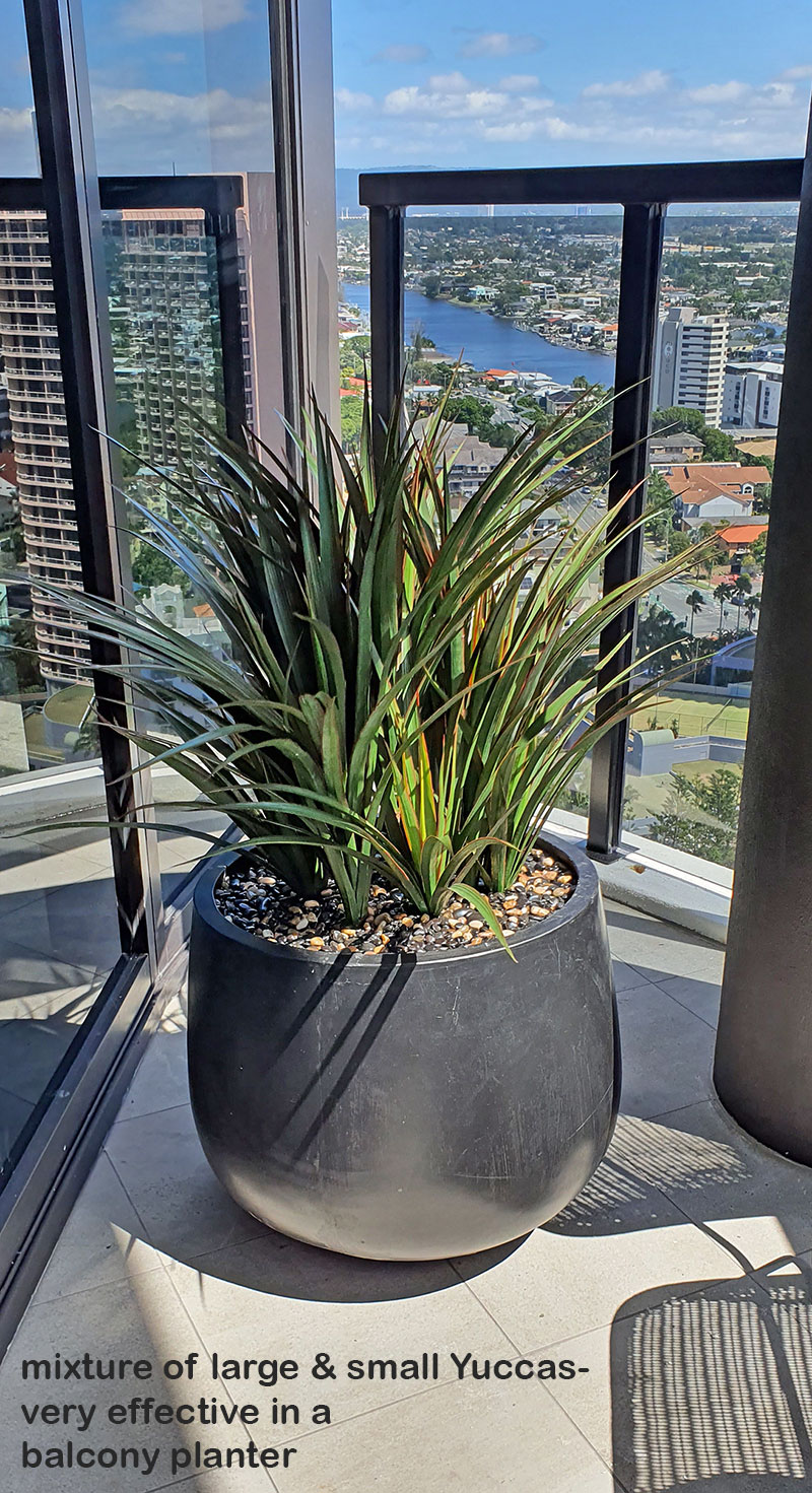 Yuccas- UV-stable...small