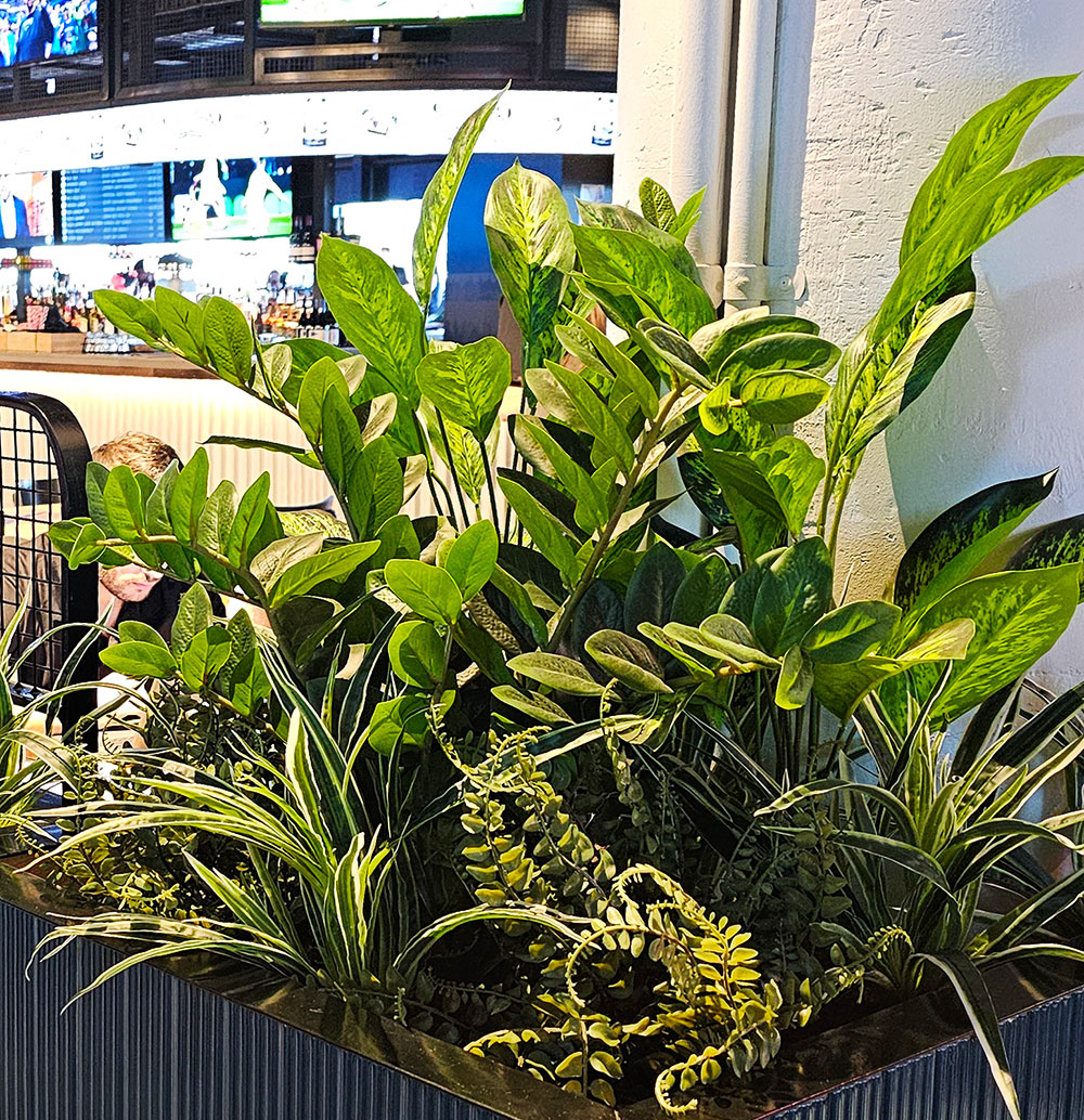 Zanzibar Gem Plant 90cm