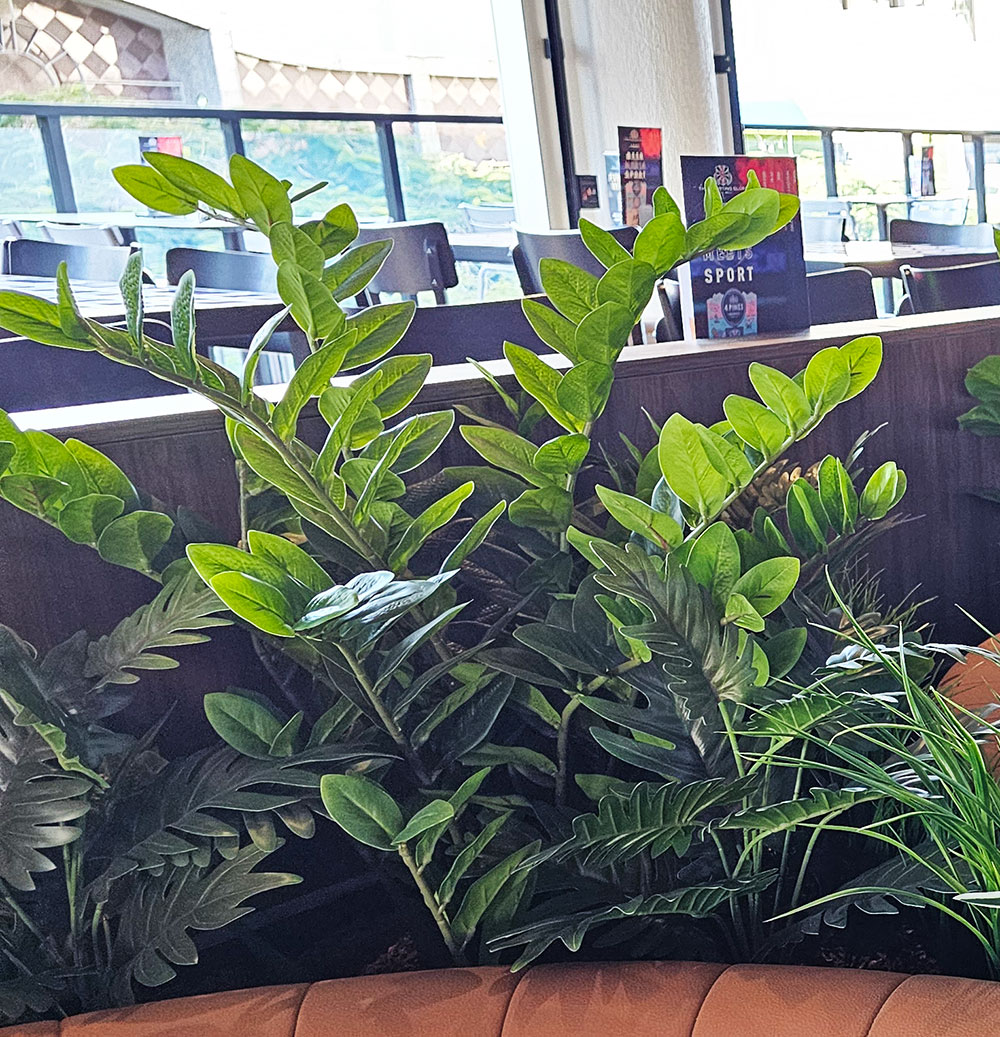 Zanzibar Gem Plant 90cm