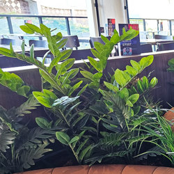 Zanzibar Gem Plant 90cm - artificial plants, flowers & trees - image 5
