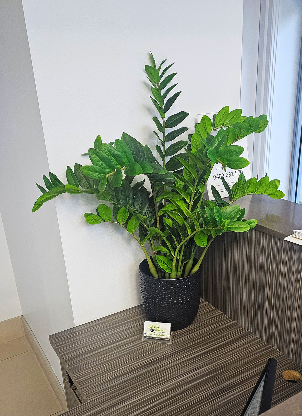 Zanzibar Gem Plant 90cm