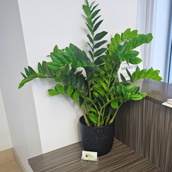 Zanzibar Gem Plant 90cm - artificial plants, flowers & trees - image 1