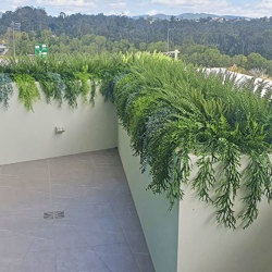 Button Fern UV-treated - artificial plants, flowers & trees - image 4